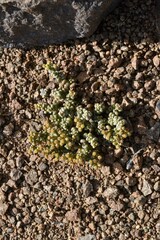 Crassula corallina