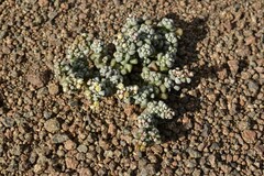 Crassula corallina
