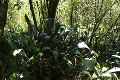 Aspidistra
