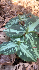 Trillium cuneatum