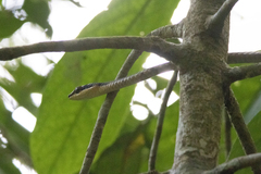 Dendrelaphis ngansonensis