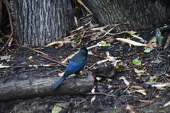 Quiscalus quiscula stonei