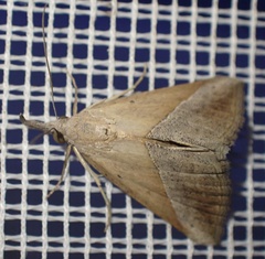 Hypena lividalis