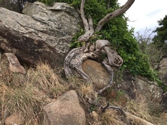 Ficus ingens