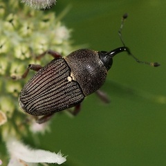Odontocorynus umbellae