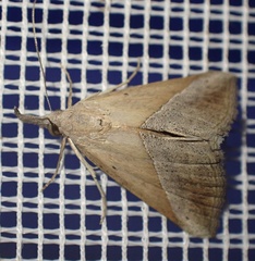 Hypena lividalis