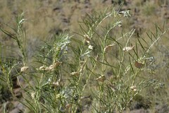 Gomphocarpus tomentosus