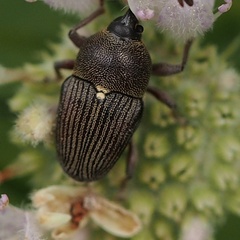 Odontocorynus umbellae
