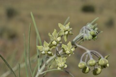 Gomphocarpus tomentosus