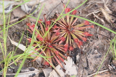 Drosera dilatatopetiolaris