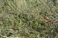 Indigofera sessiliflora