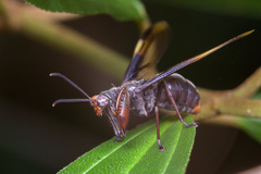 Euclimacia gerstaeckeri
