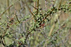 Indigofera sessiliflora