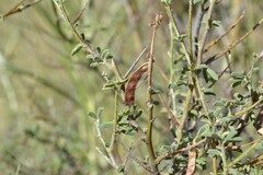 Indigofera sessiliflora
