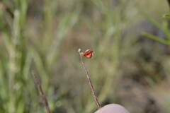 Indigofera sessiliflora