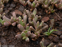 Chasmatophyllum musculinum