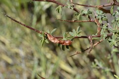 Indigofera sessiliflora