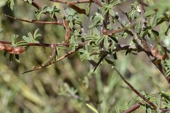 Indigofera sessiliflora