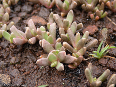 Chasmatophyllum musculinum