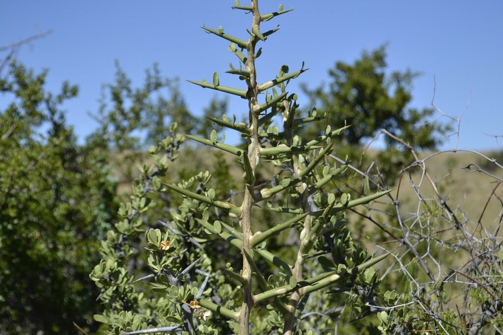 Gymnosporia szyszylowiczii from Central Karoo District Municipality ...