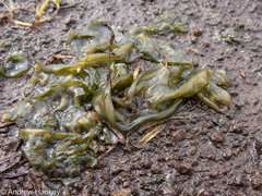 Nostoc commune