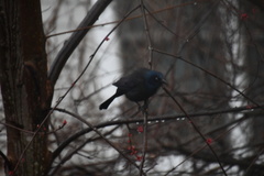 Quiscalus quiscula stonei