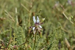 Pelargonium tragacanthoides