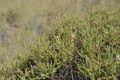 Pelargonium tragacanthoides