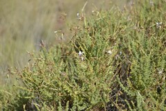 Pelargonium tragacanthoides