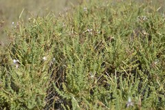Pelargonium tragacanthoides