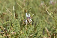 Pelargonium tragacanthoides