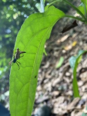 Micrathena sanctispiritus