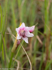 Nerine gracilis