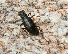 Cicindela longilabris