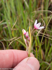 Nerine gracilis