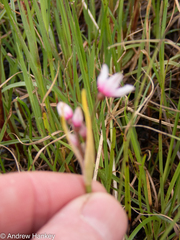 Nerine gracilis