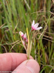Nerine gracilis