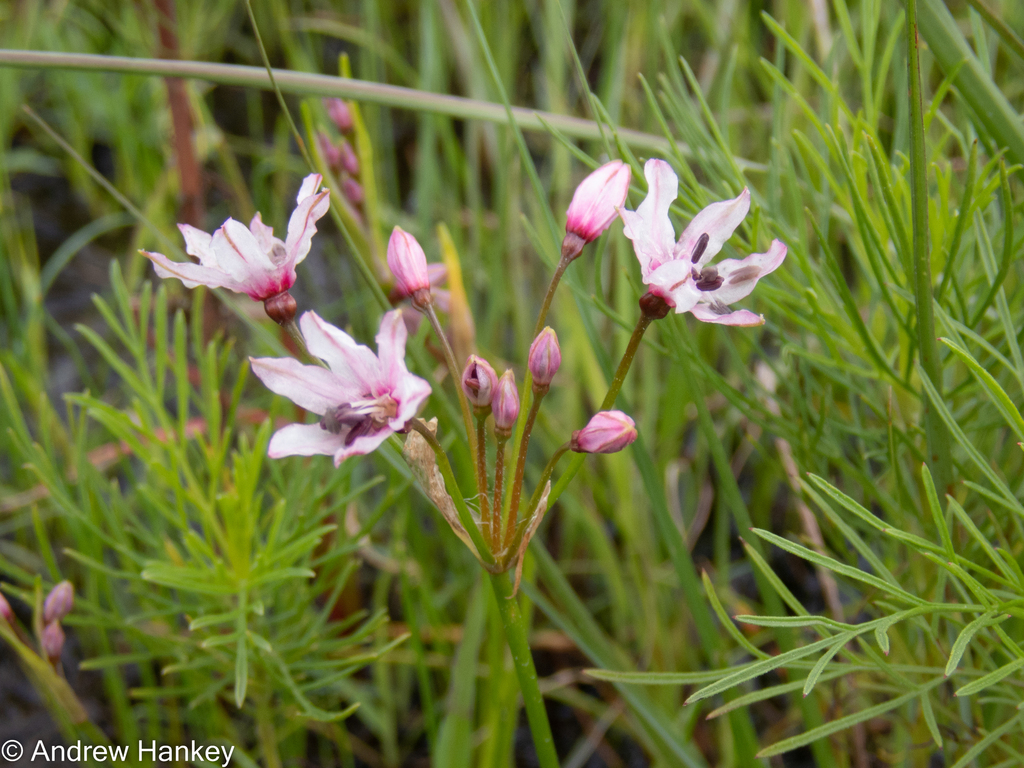 Nerine gracilis, Ekurhuleni, Gauteng, South Africa