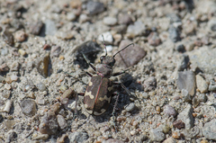 Cicindela hybrida