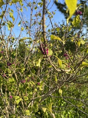 Callicarpa