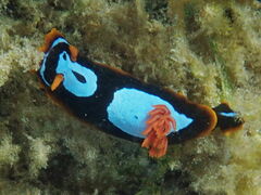 Chromodoris westraliensis