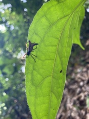 Micrathena sanctispiritus