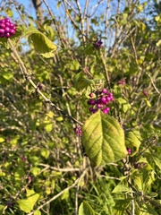 Callicarpa