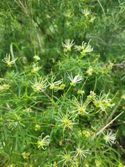 Maerua rosmarinoides