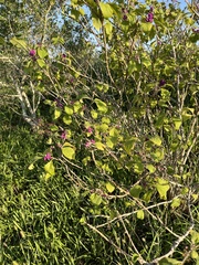Callicarpa