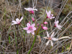 Nerine gracilis