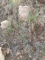 Athrixia phylicoides