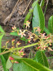 Tacazzea apiculata
