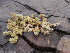 Crassula corallina