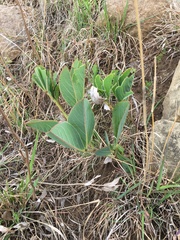 Argyrolobium robustum